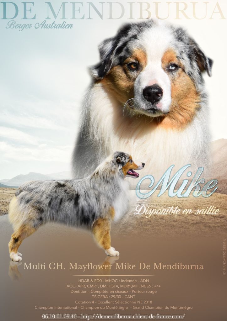 CH. Mike - mayflower De Mendiburua