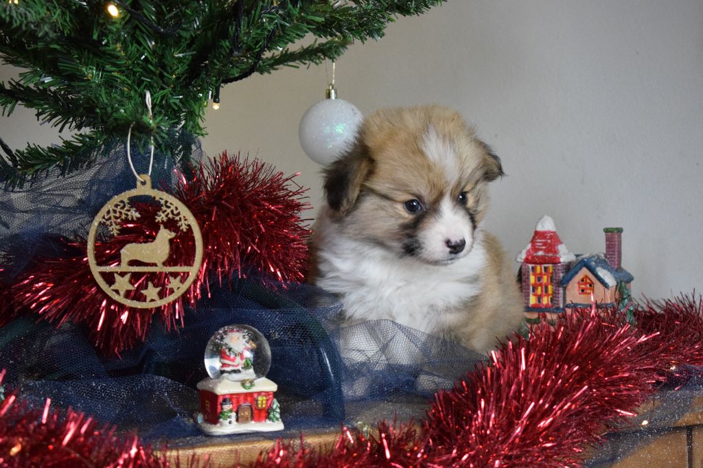 De Mendiburua - Chiot disponible  - Welsh Corgi Pembroke