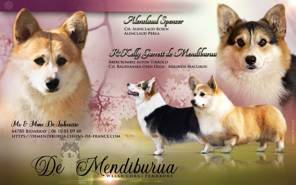 chiot Welsh Corgi Pembroke De Mendiburua