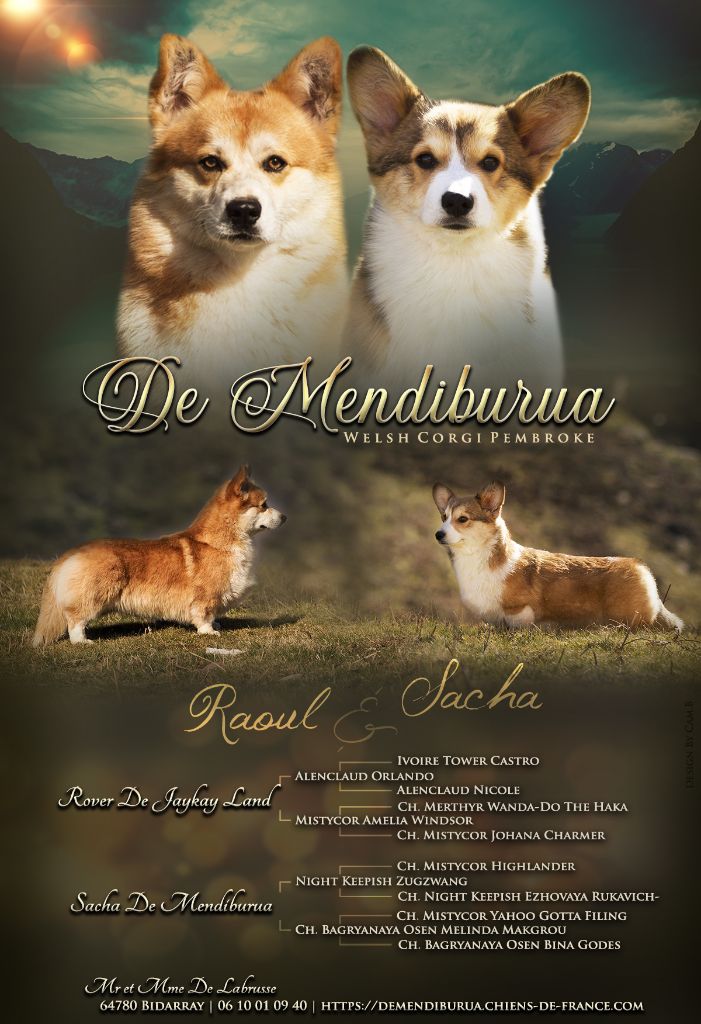 chiot Welsh Corgi Pembroke De Mendiburua