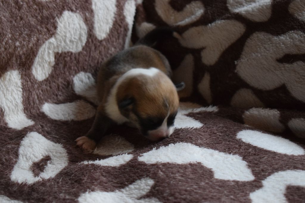 De Mendiburua - Chiot disponible  - Welsh Corgi Pembroke