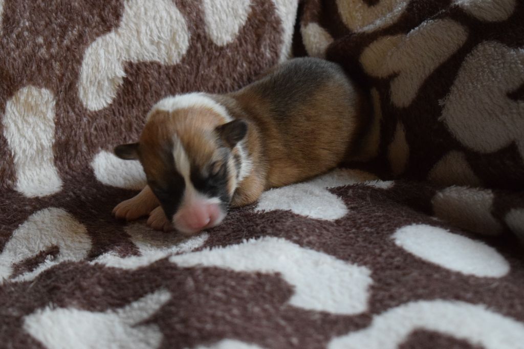 De Mendiburua - Chiot disponible  - Welsh Corgi Pembroke