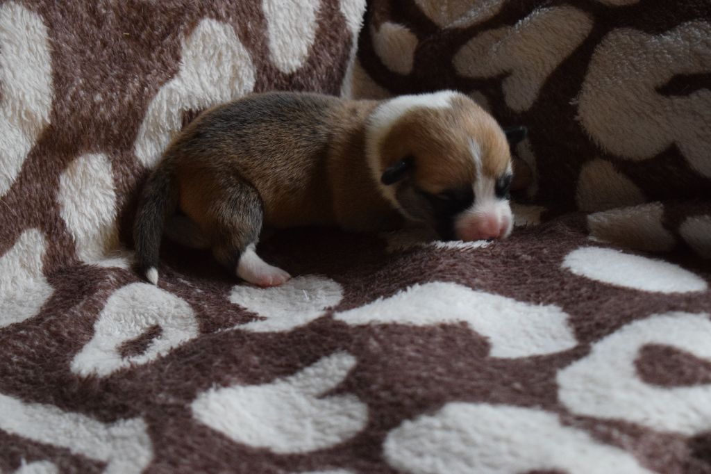 De Mendiburua - Chiot disponible  - Welsh Corgi Pembroke