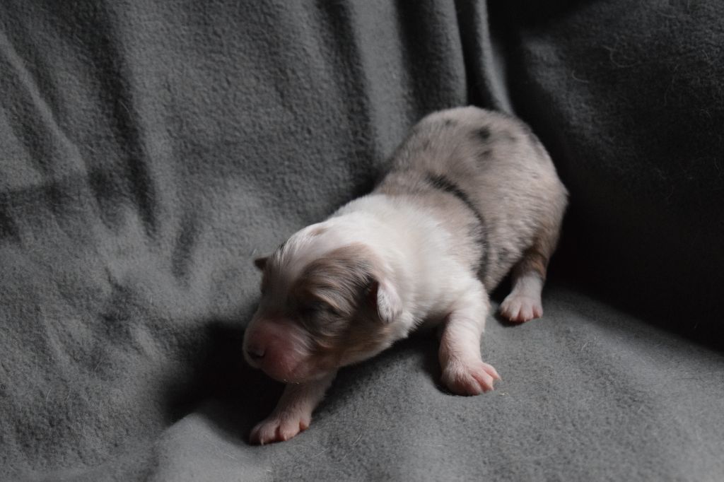 De Mendiburua - Chiot disponible  - Berger Australien