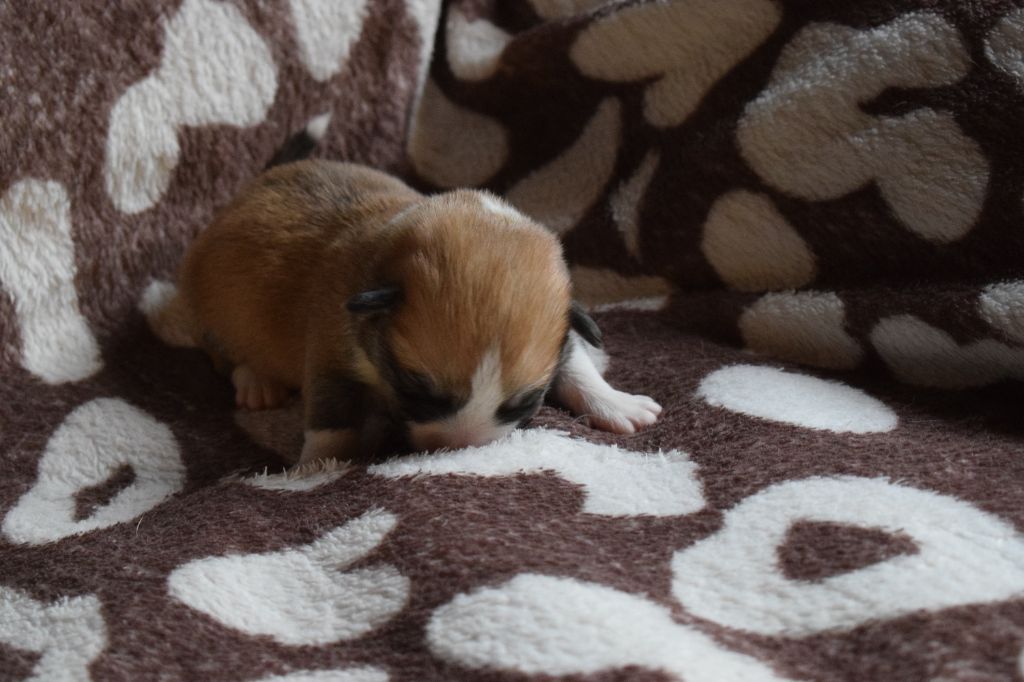 De Mendiburua - Chiot disponible  - Welsh Corgi Pembroke