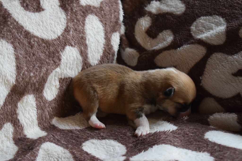 De Mendiburua - Chiot disponible  - Welsh Corgi Pembroke