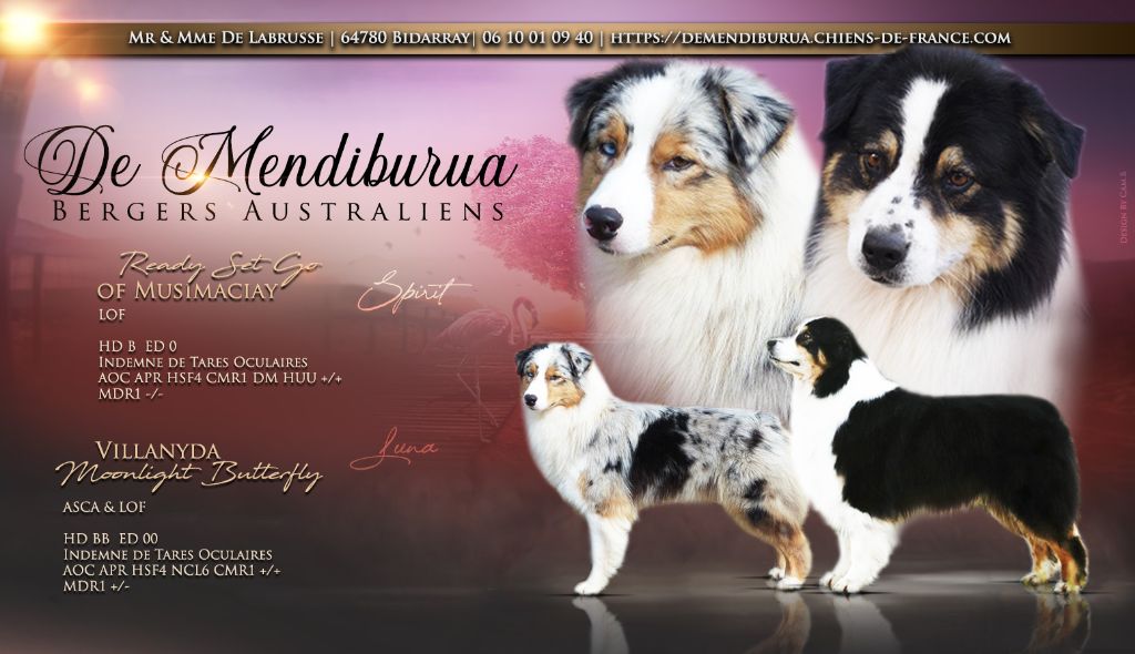 chiot Berger Australien De Mendiburua