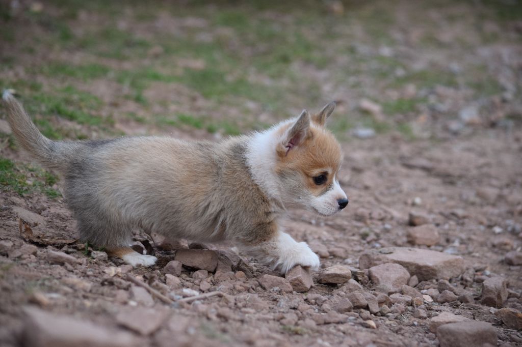 chiot Welsh Corgi Pembroke De Mendiburua