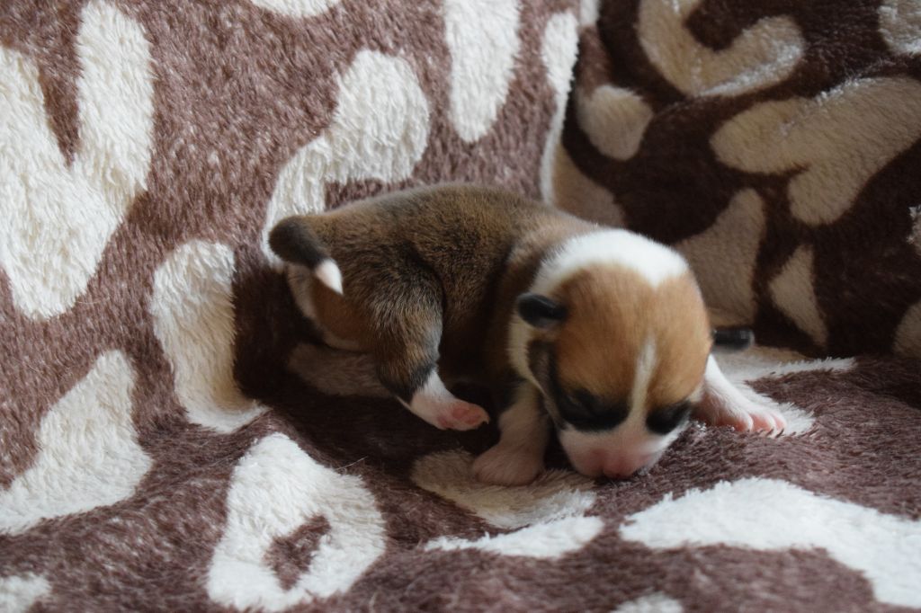 De Mendiburua - Chiot disponible  - Welsh Corgi Pembroke