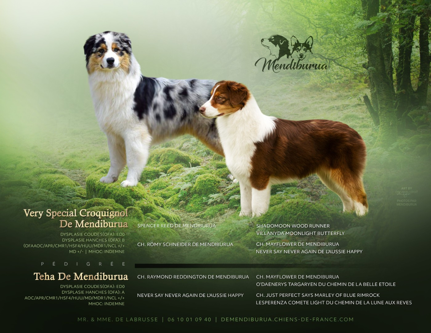 Chiot Berger Australien De Mendiburua