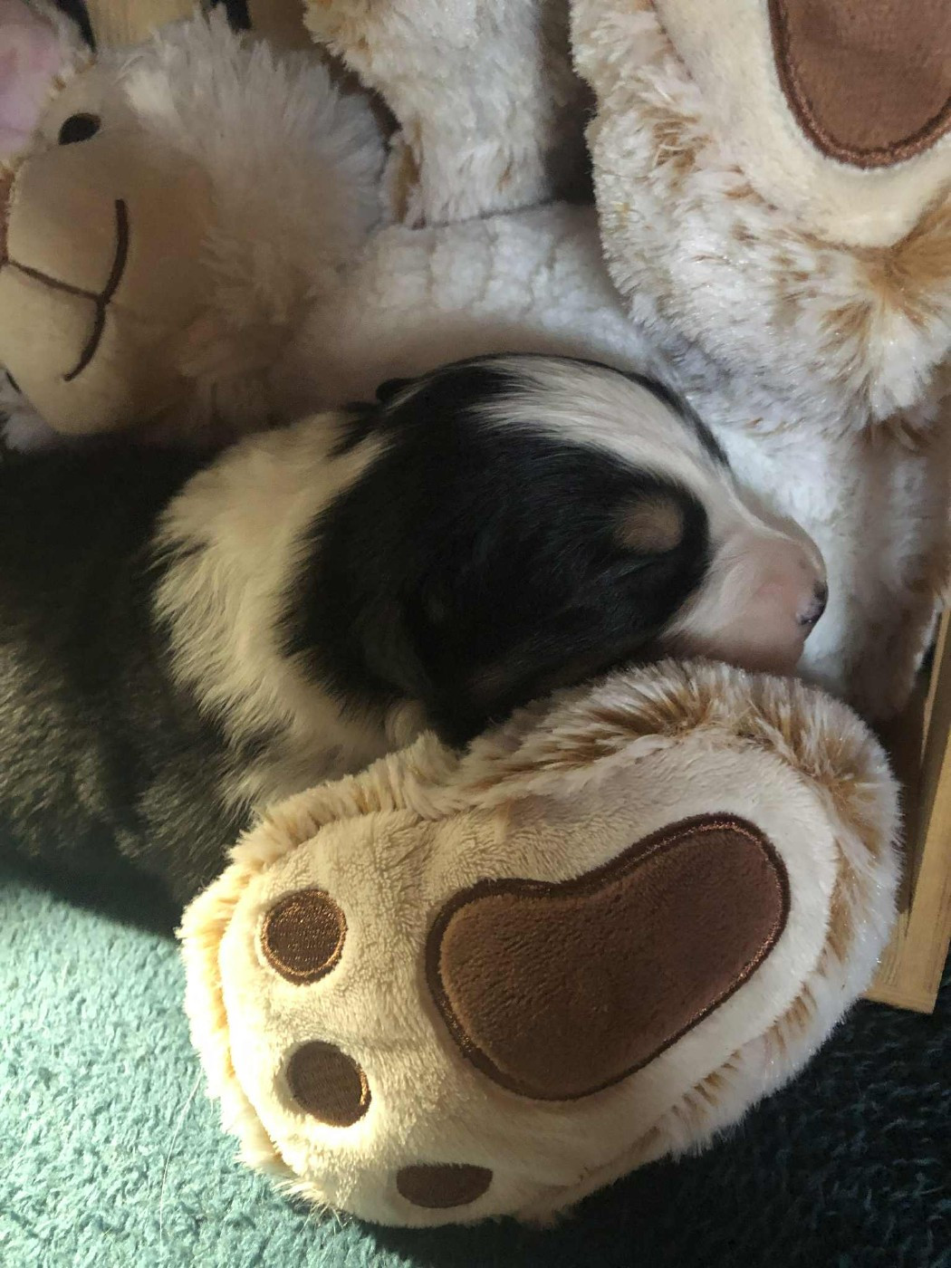 De Mendiburua - Chiots disponibles - Berger Australien