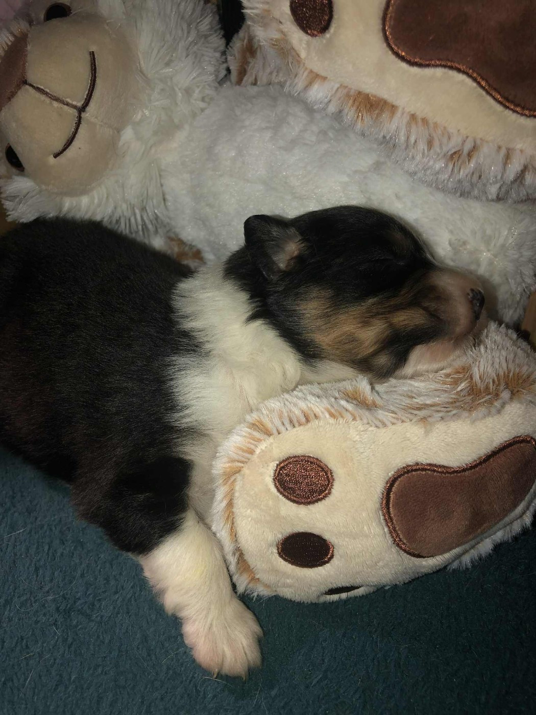 De Mendiburua - Chiots disponibles - Berger Australien