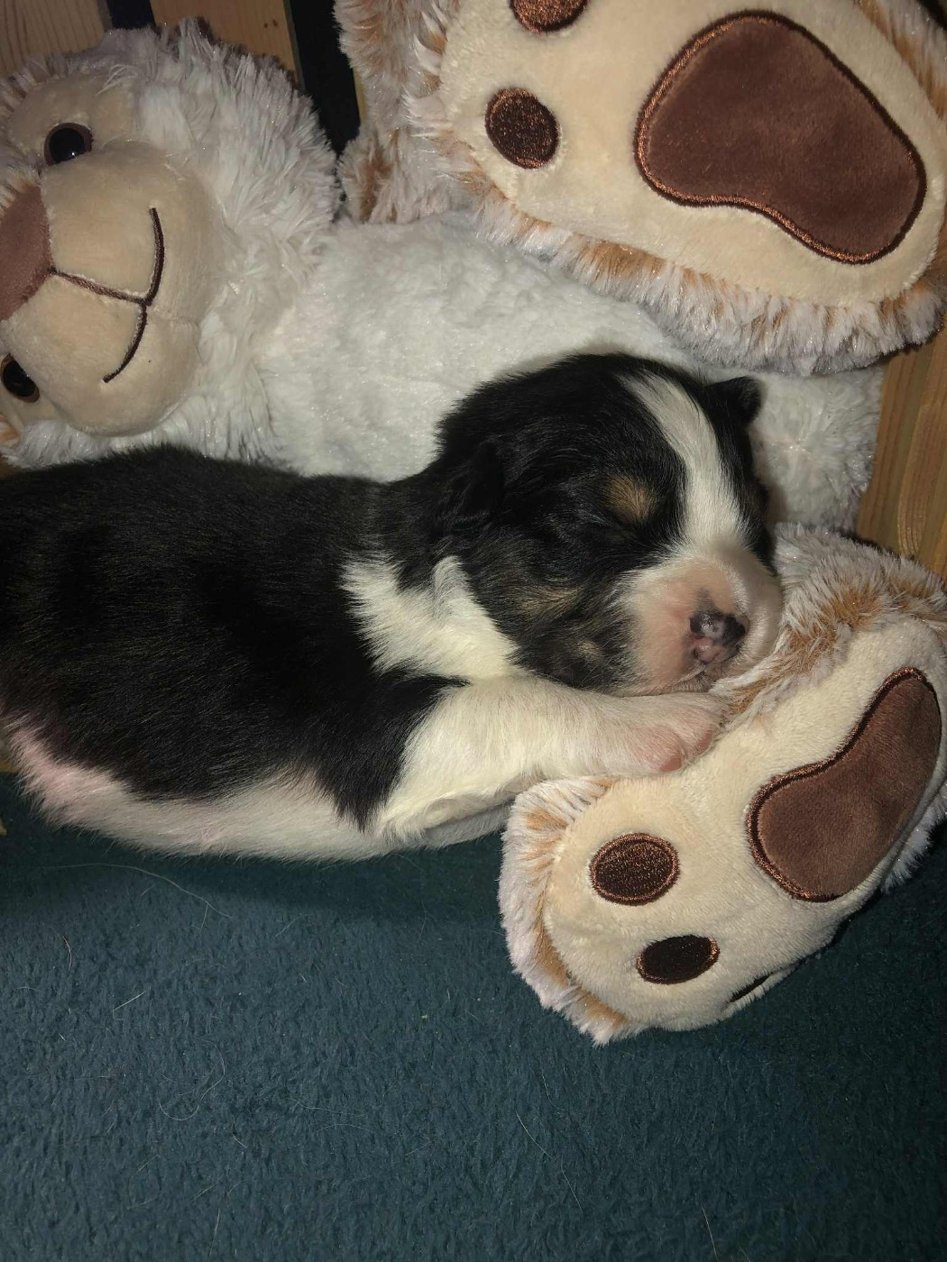 De Mendiburua - Chiots disponibles - Berger Australien