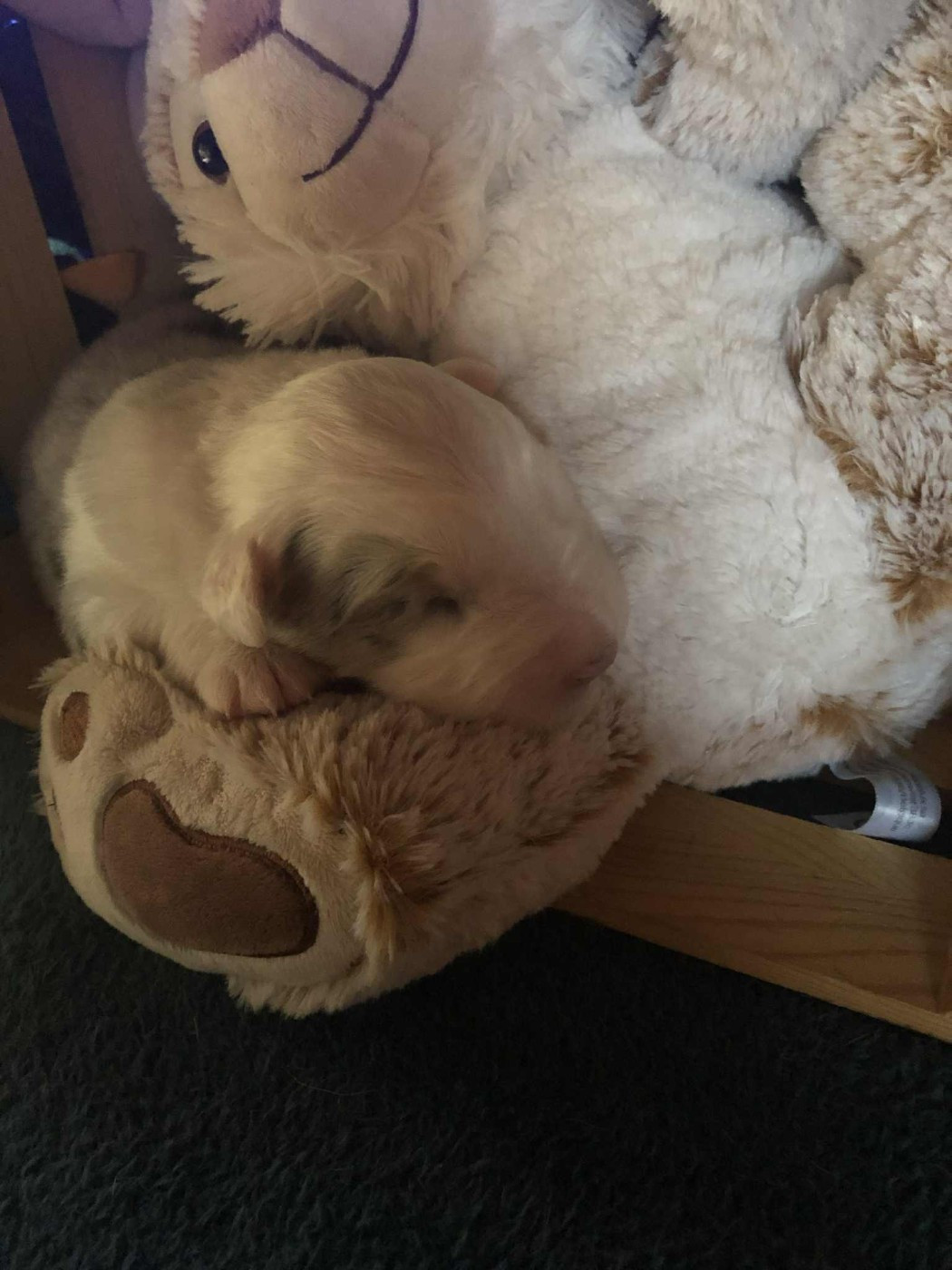 De Mendiburua - Chiots disponibles - Berger Australien