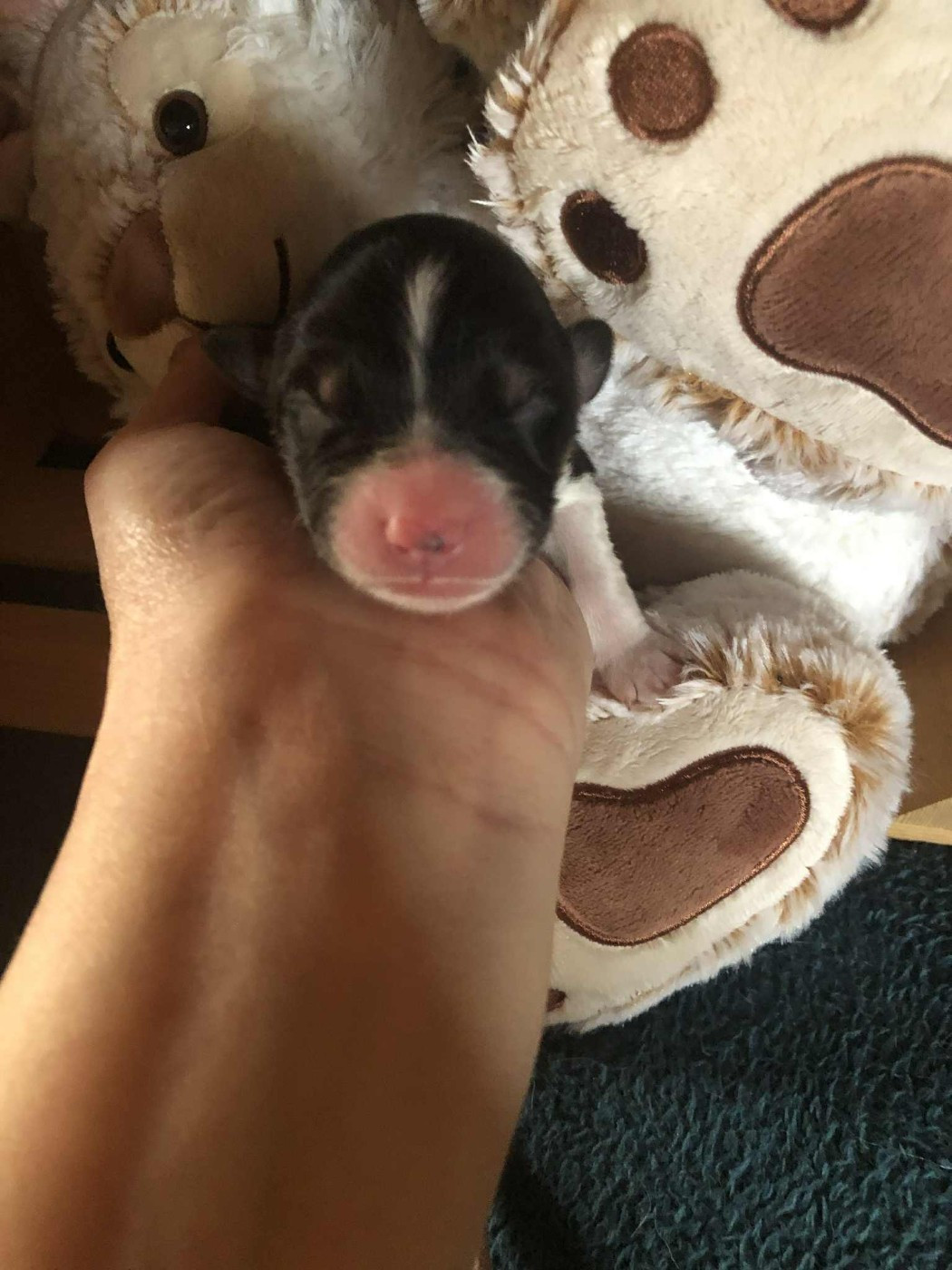 De Mendiburua - Chiots disponibles - Berger Australien