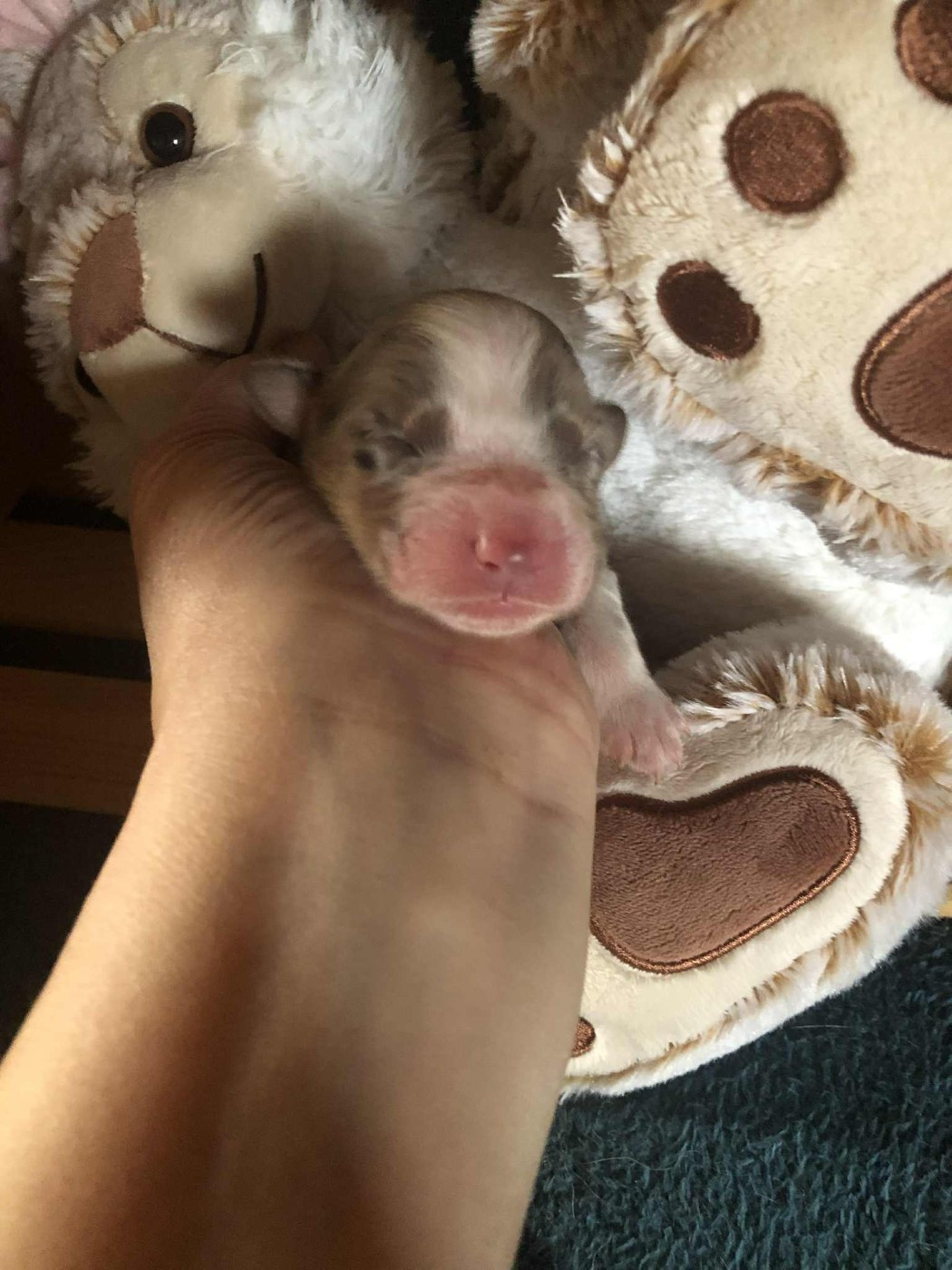 De Mendiburua - Chiots disponibles - Berger Australien