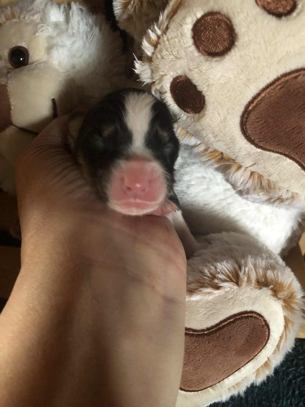 De Mendiburua - Chiots disponibles - Berger Australien