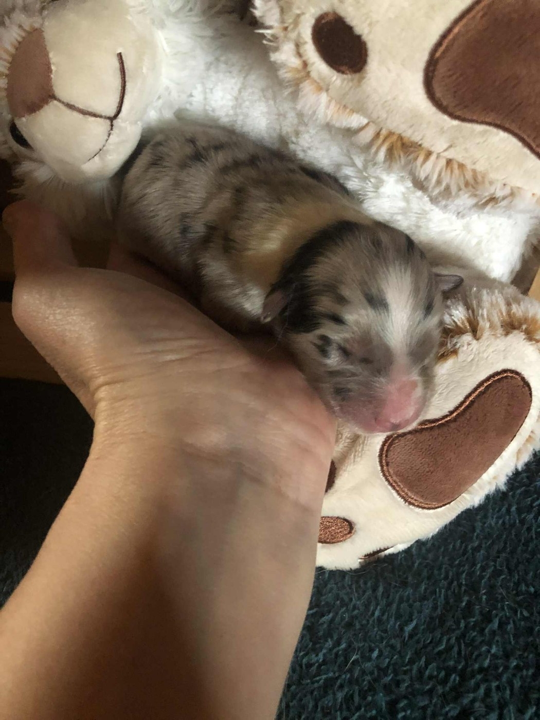 De Mendiburua - Chiots disponibles - Berger Australien