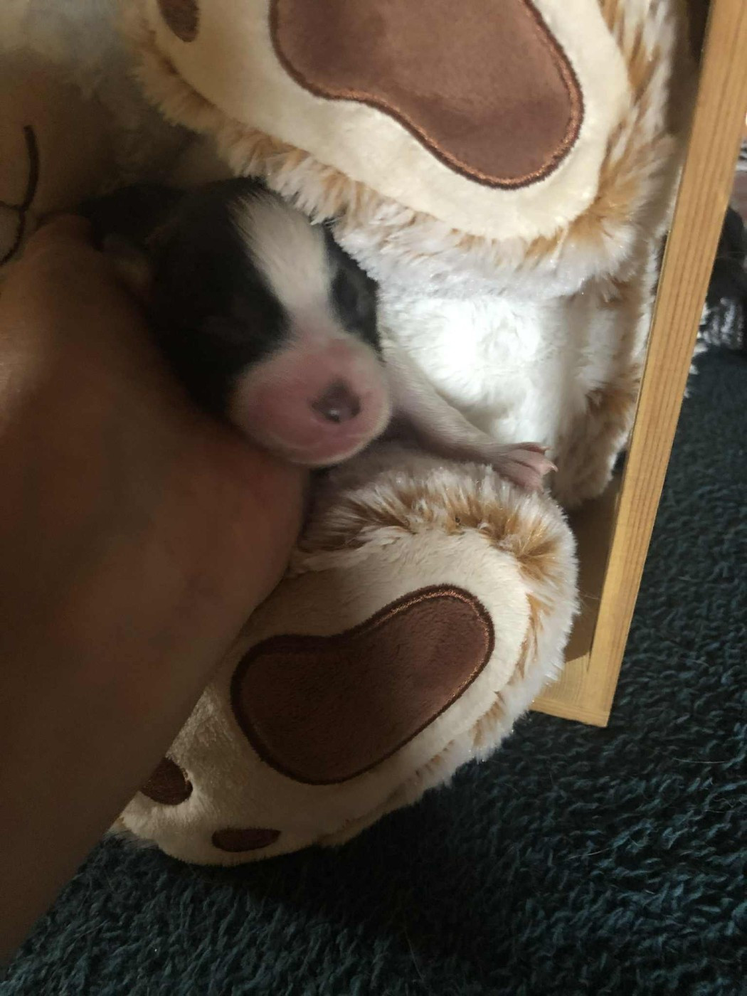 De Mendiburua - Chiots disponibles - Berger Australien