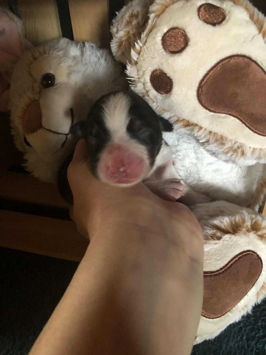 De Mendiburua - Chiots disponibles - Berger Australien