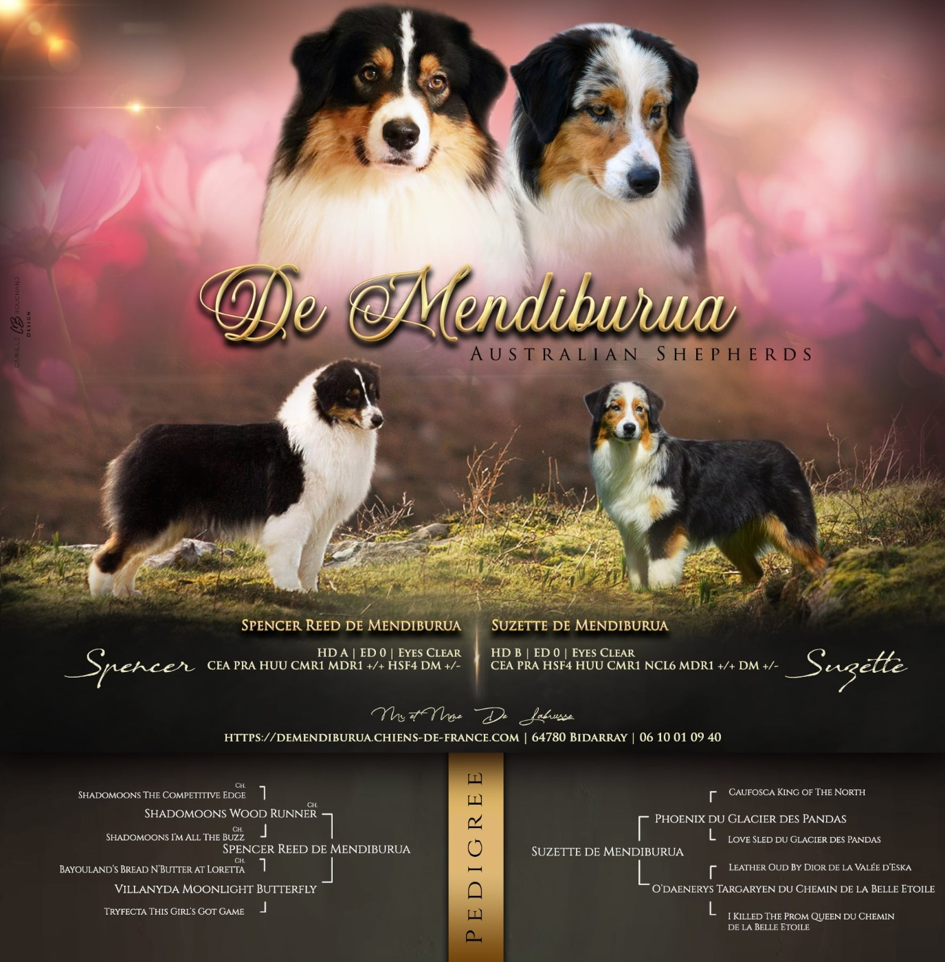 Chiot Berger Australien De Mendiburua