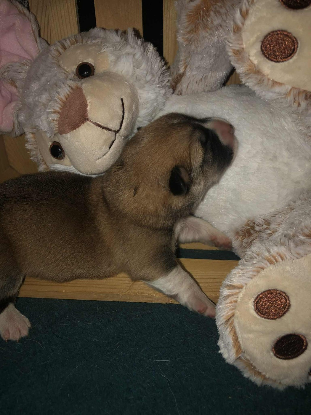 De Mendiburua - Chiots disponibles - Welsh Corgi Pembroke