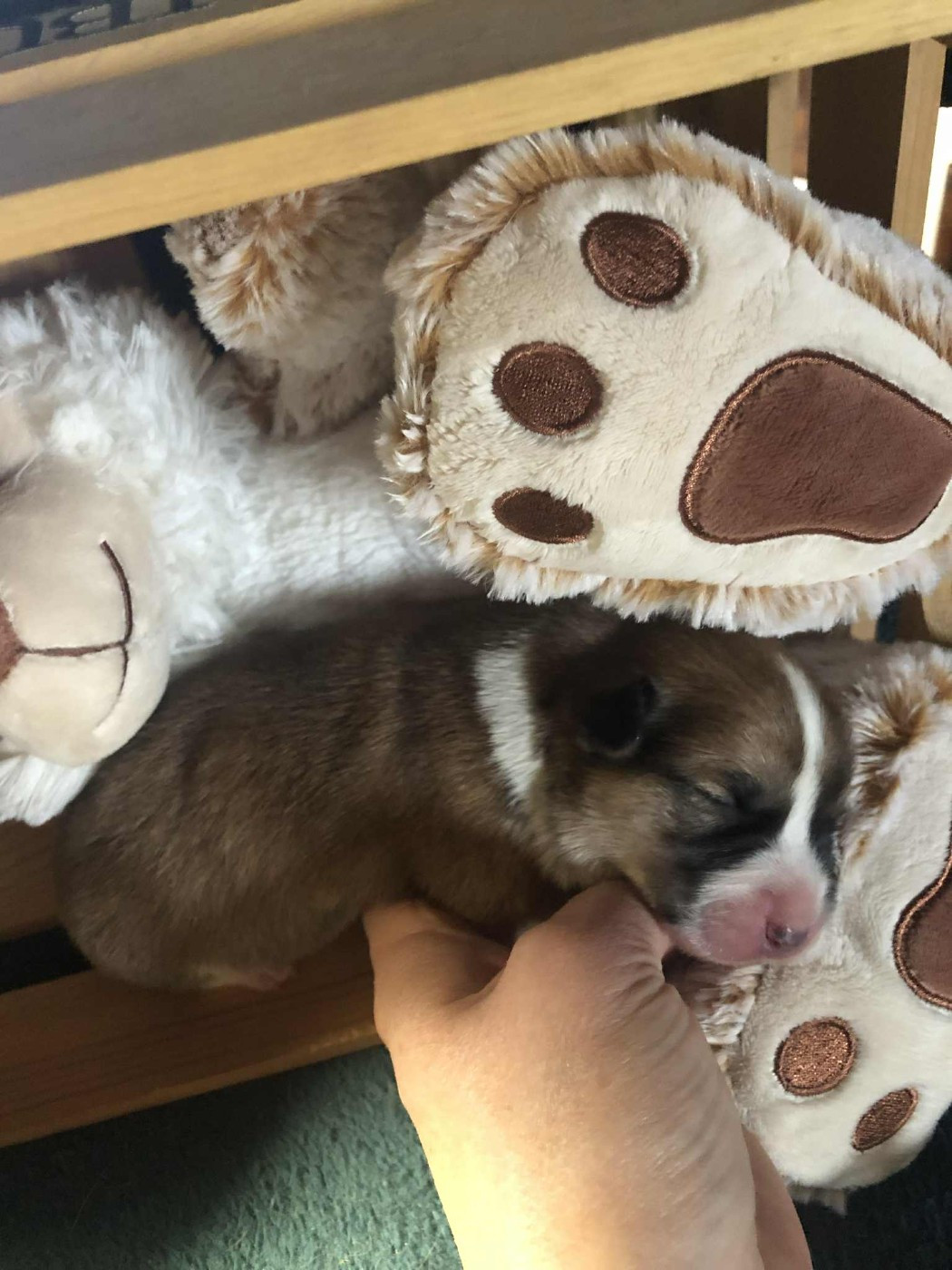 De Mendiburua - Chiots disponibles - Welsh Corgi Pembroke