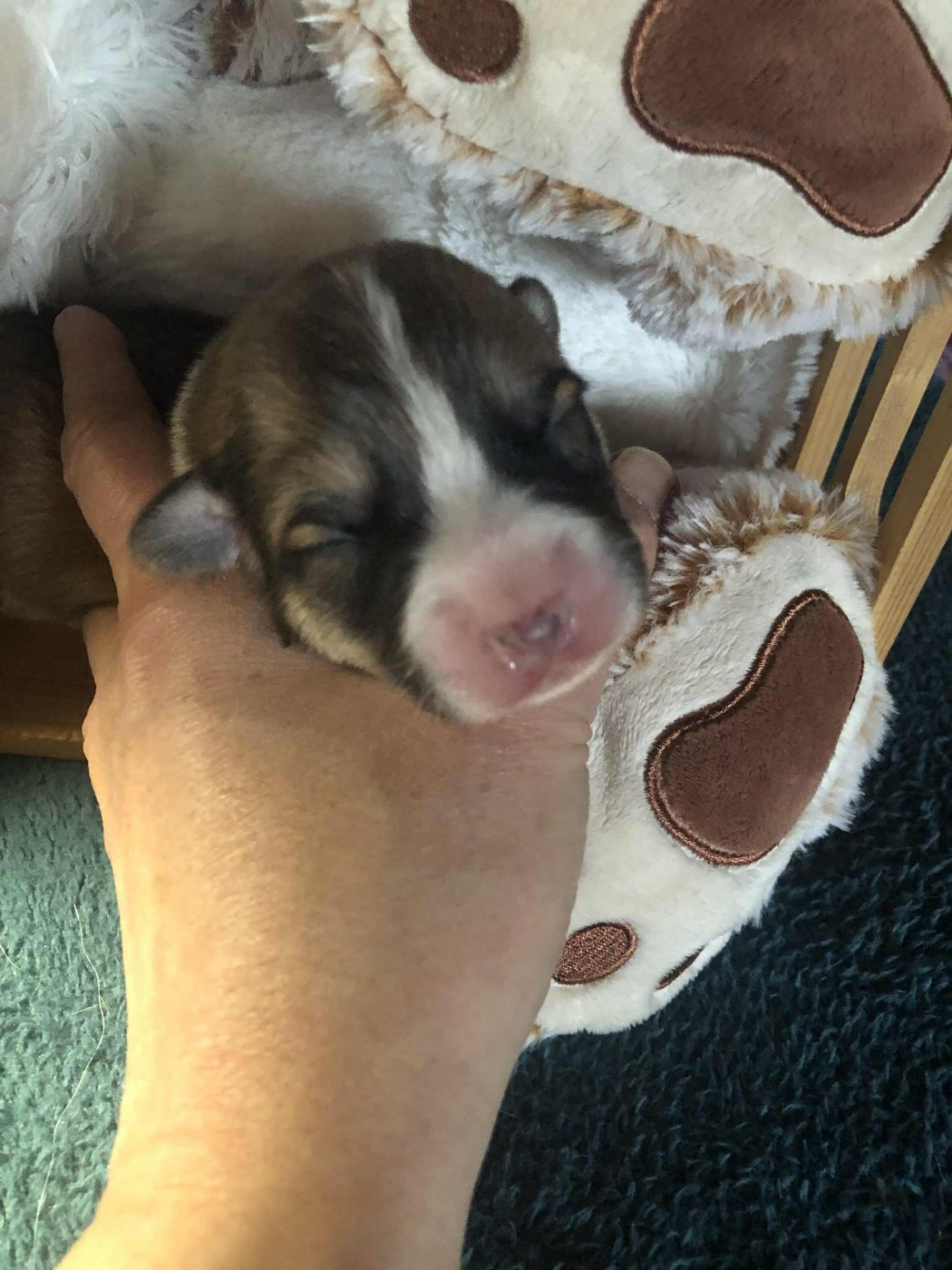 De Mendiburua - Chiots disponibles - Welsh Corgi Pembroke