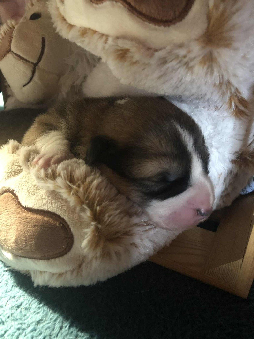 De Mendiburua - Chiots disponibles - Welsh Corgi Pembroke