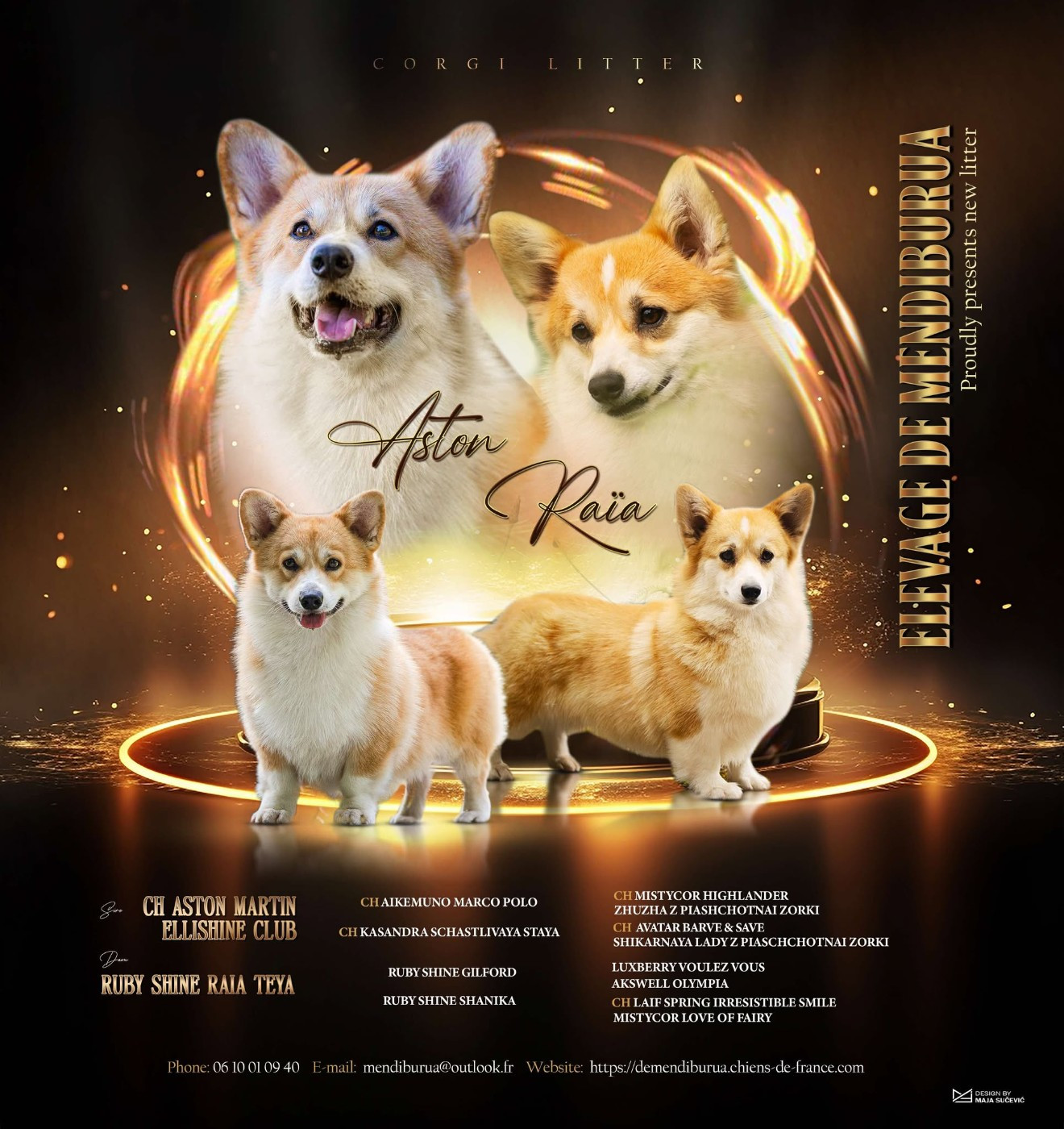 Chiot Welsh Corgi Pembroke De Mendiburua