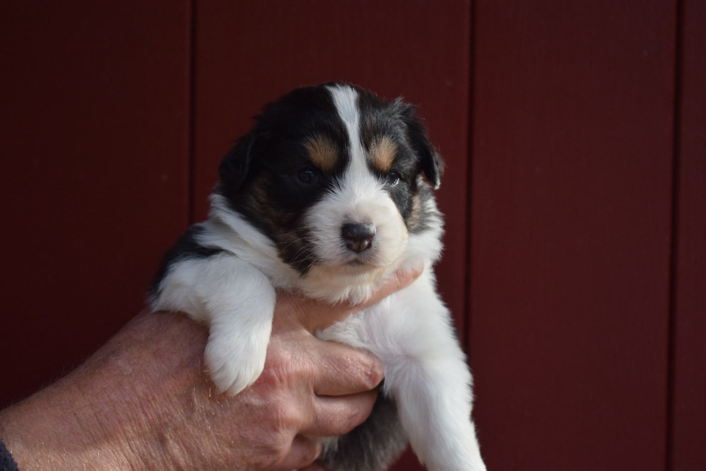 De Mendiburua - Chiots disponibles - Berger Australien