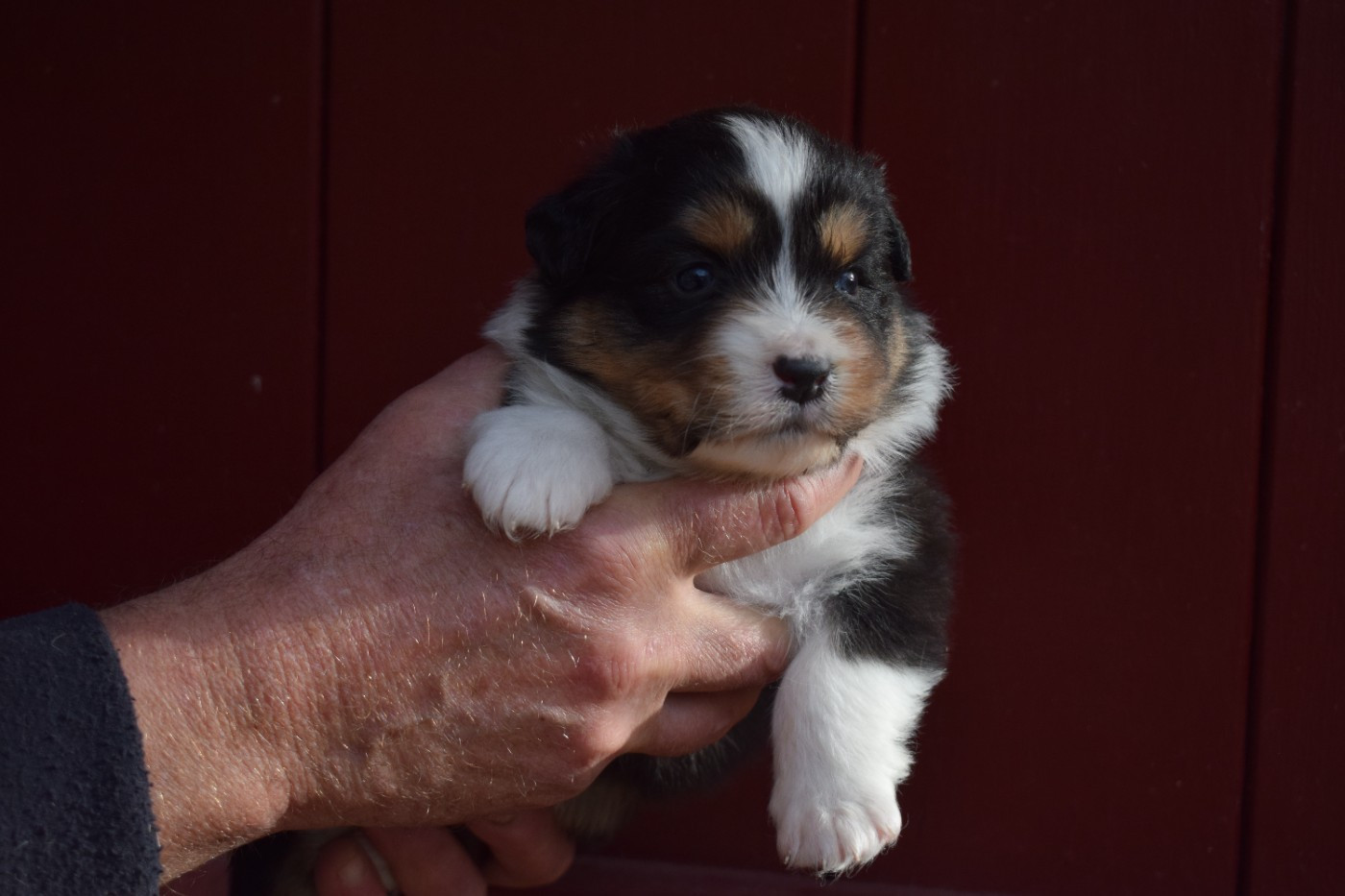 De Mendiburua - Chiots disponibles - Berger Australien
