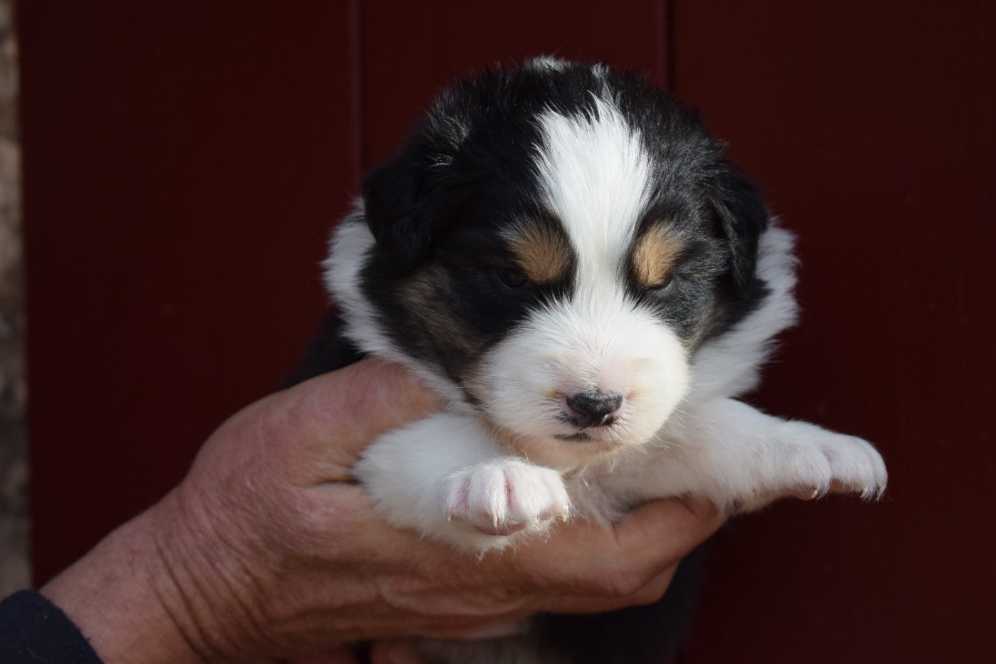 De Mendiburua - Chiots disponibles - Berger Australien