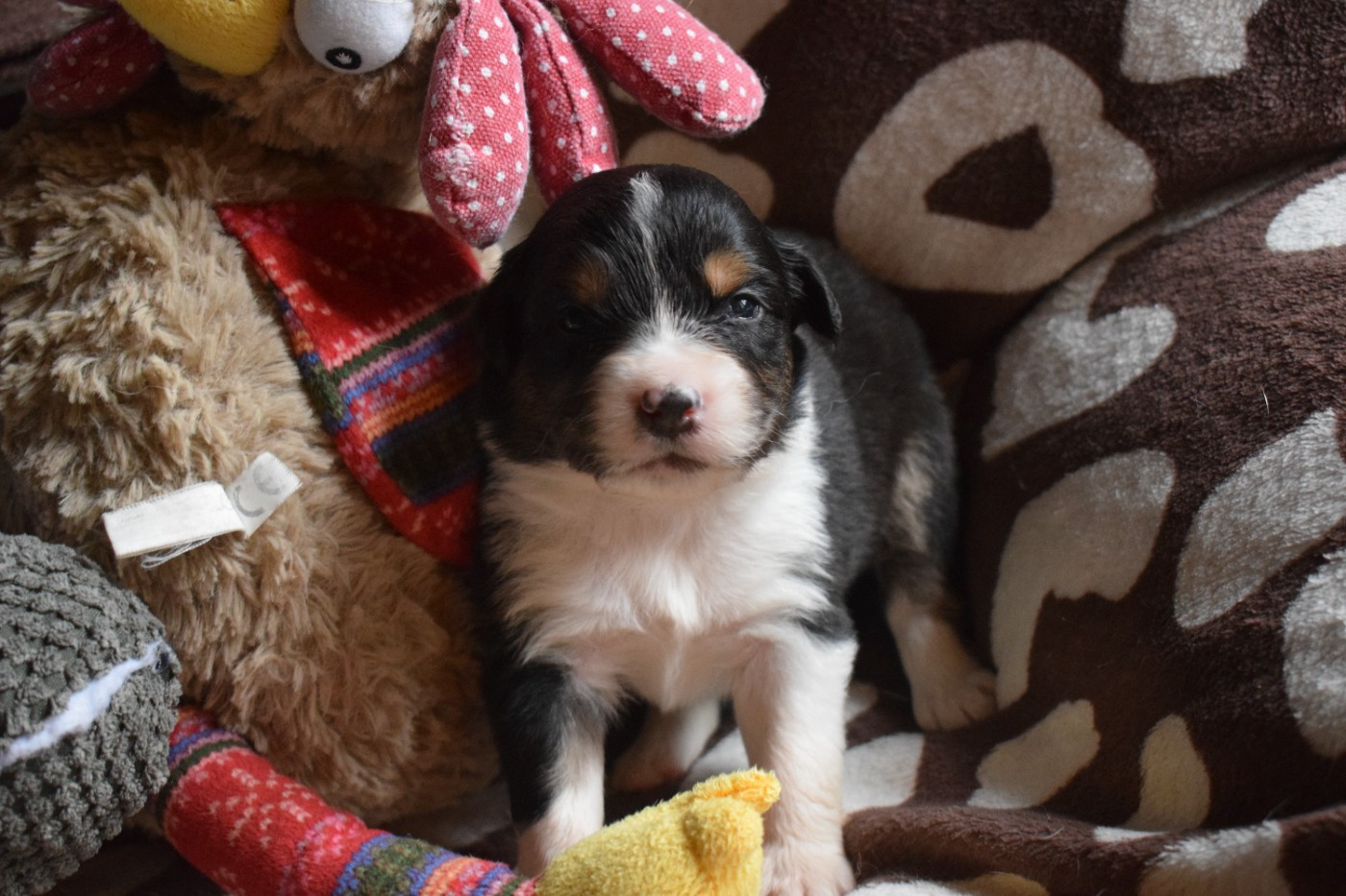 De Mendiburua - Chiots disponibles - Berger Australien