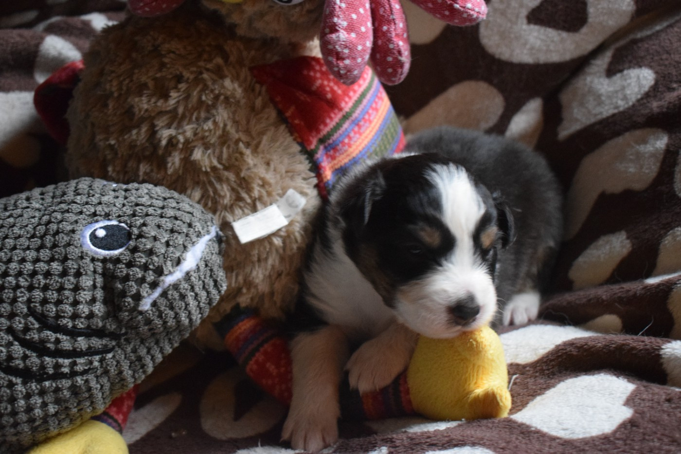 De Mendiburua - Chiots disponibles - Berger Australien