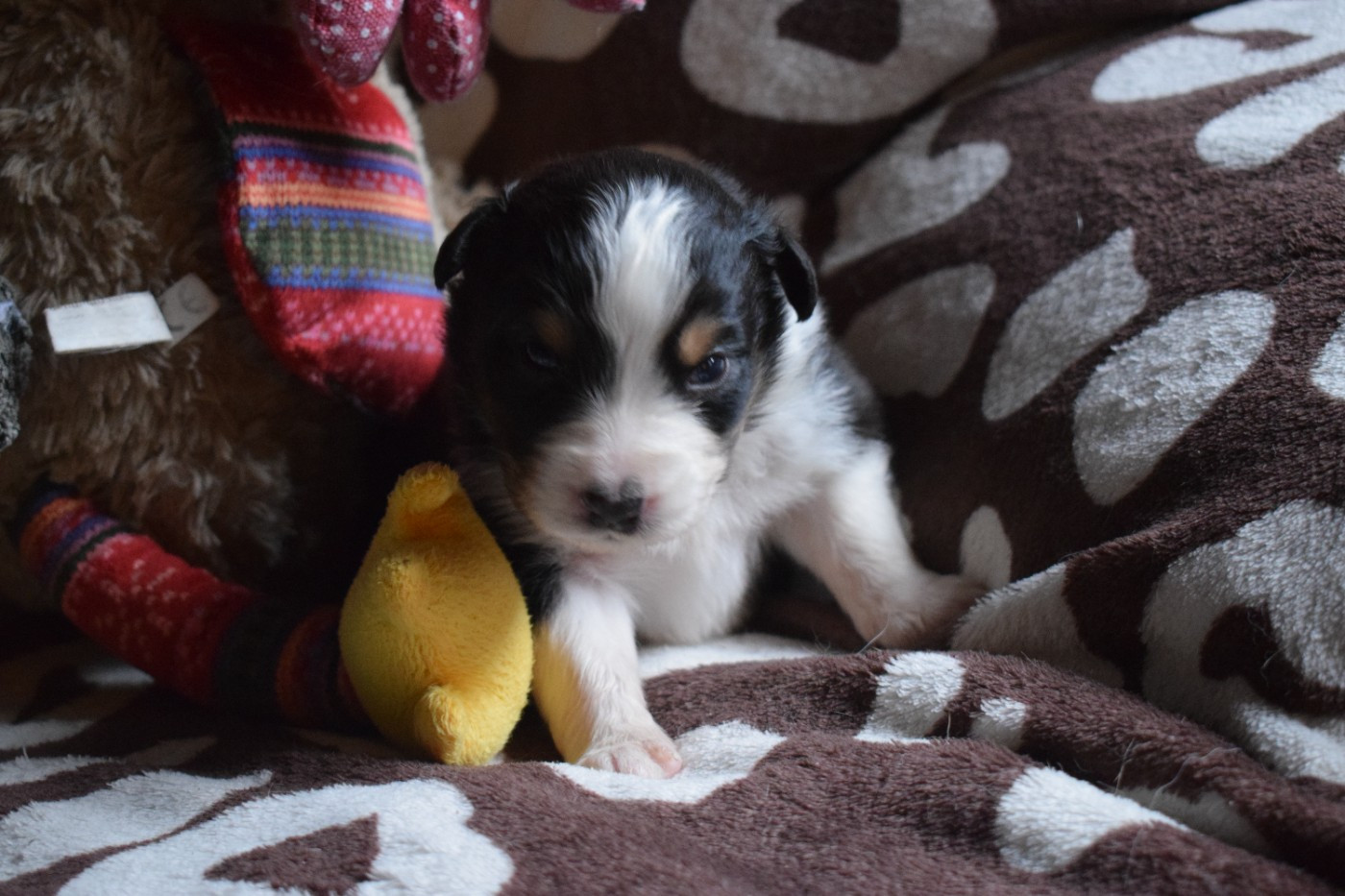 De Mendiburua - Chiots disponibles - Berger Australien