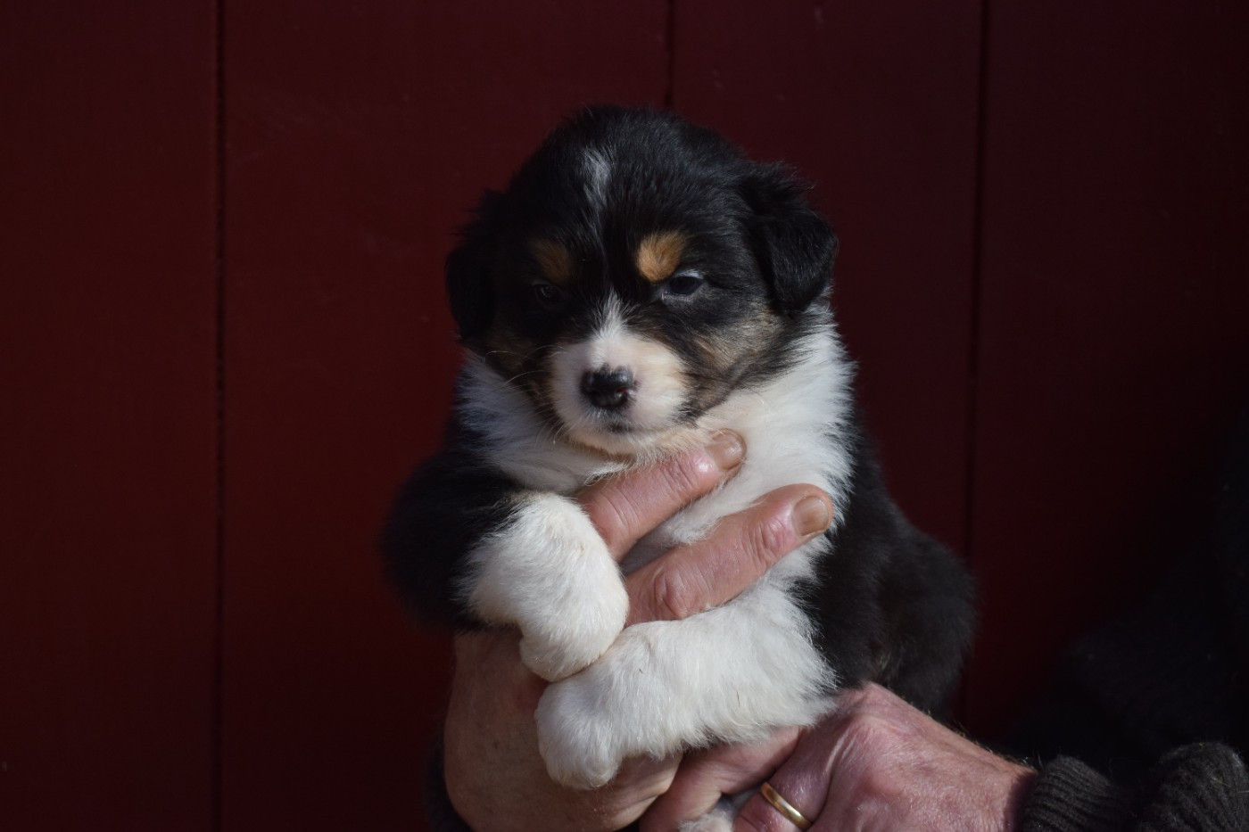 De Mendiburua - Chiots disponibles - Berger Australien