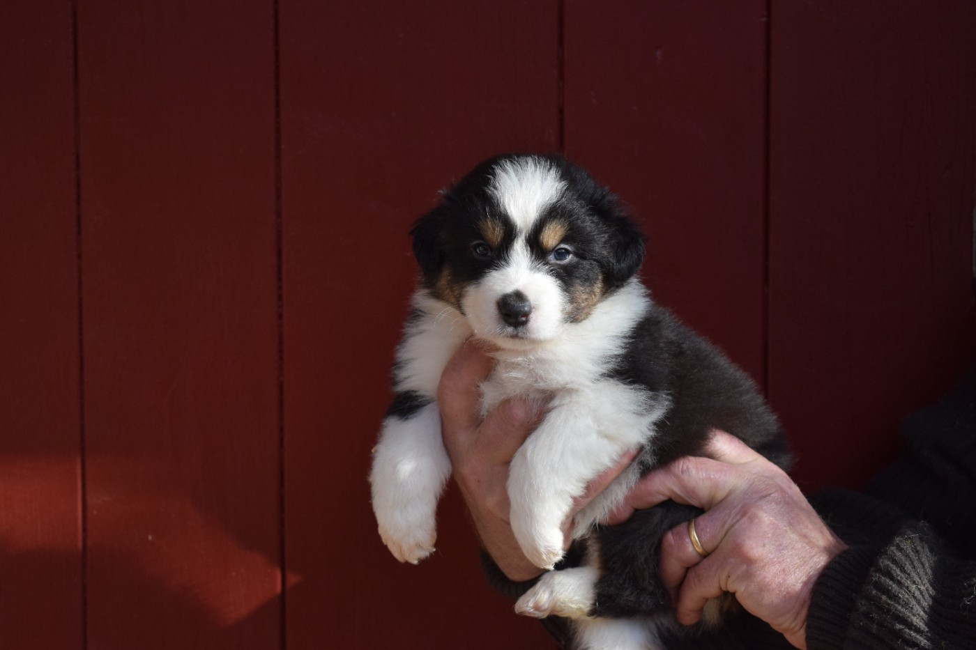 De Mendiburua - Chiots disponibles - Berger Australien