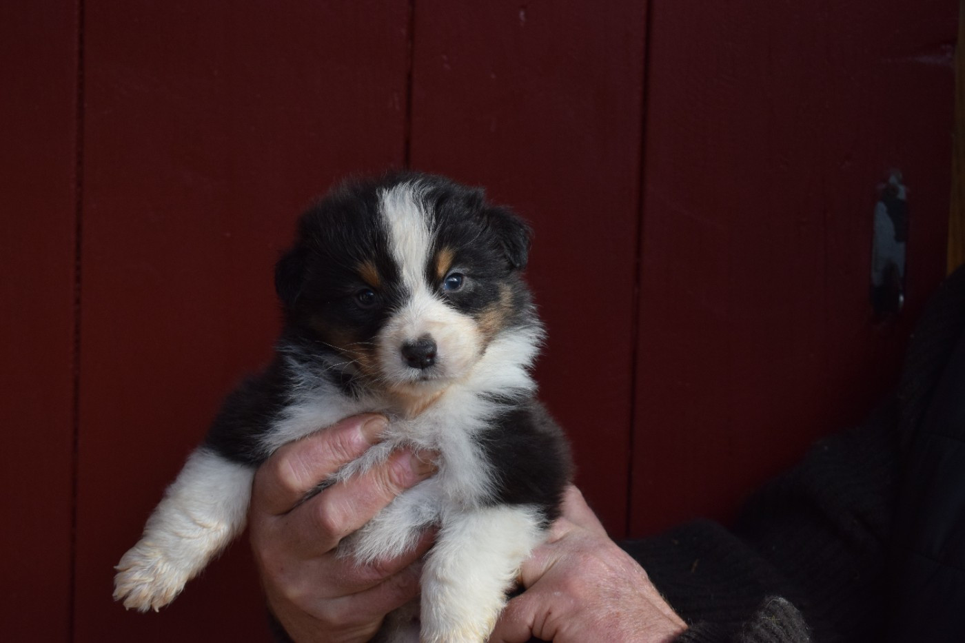 De Mendiburua - Chiots disponibles - Berger Australien