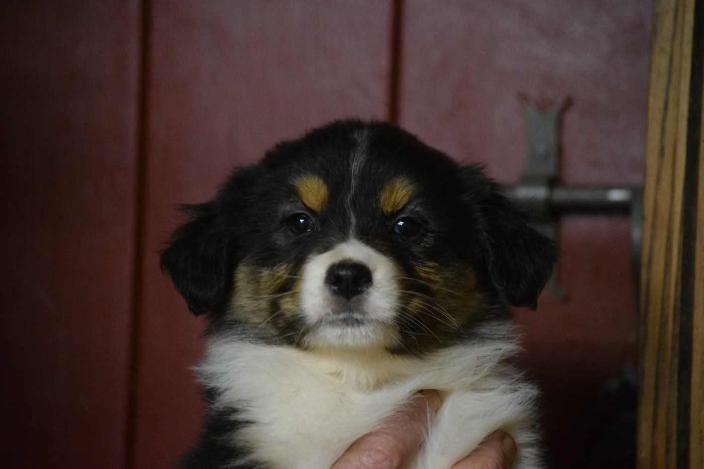 De Mendiburua - Chiots disponibles - Berger Australien