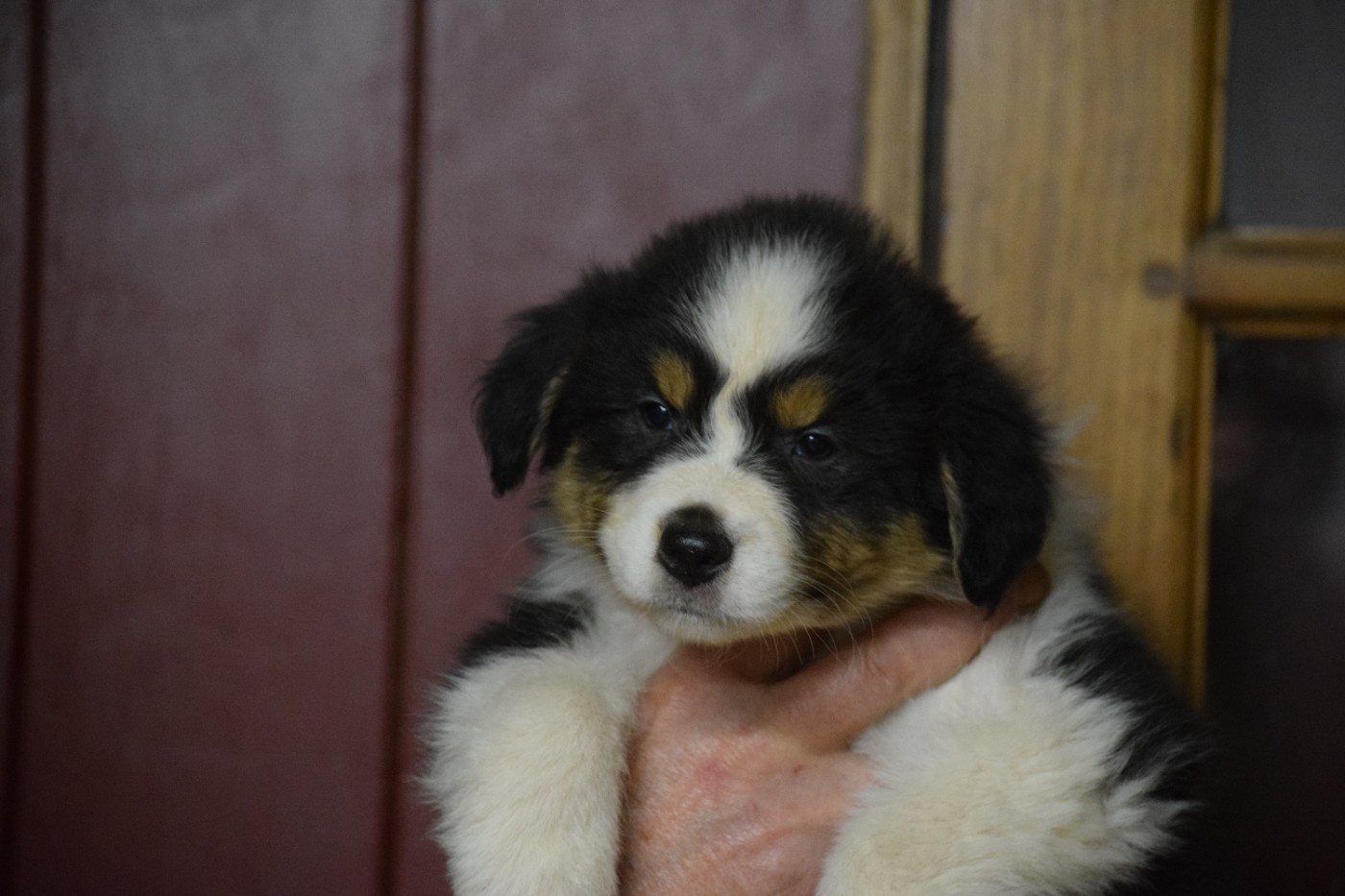 De Mendiburua - Chiots disponibles - Berger Australien