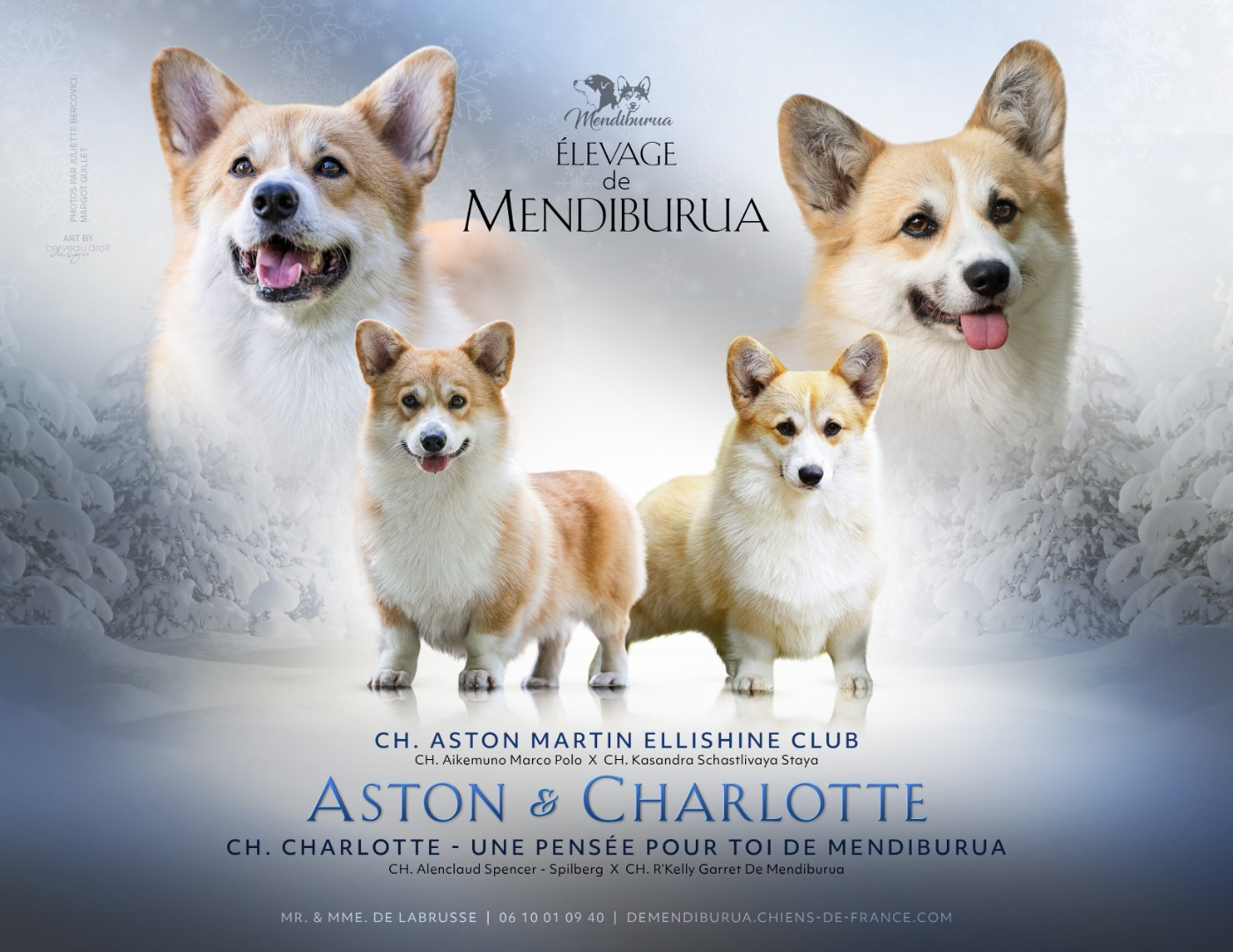 Chiot Welsh Corgi Pembroke De Mendiburua