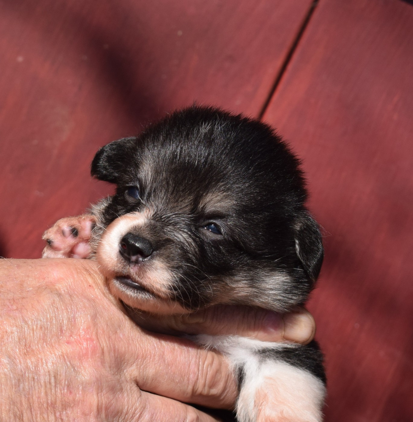 De Mendiburua - Chiots disponibles - Welsh Corgi Pembroke