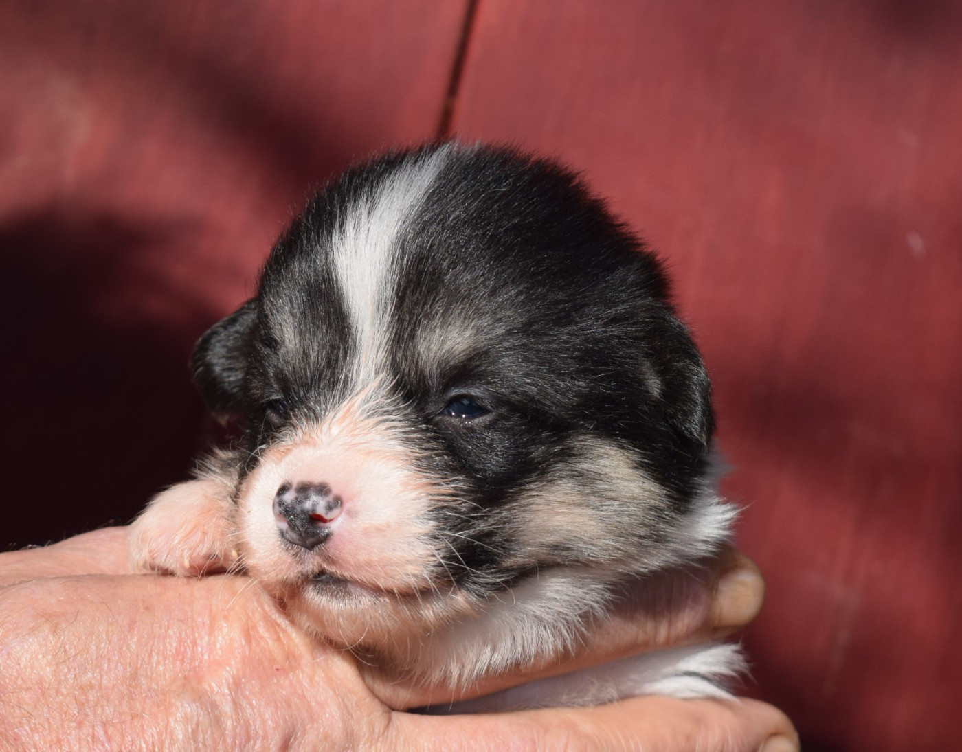 De Mendiburua - Chiots disponibles - Welsh Corgi Pembroke