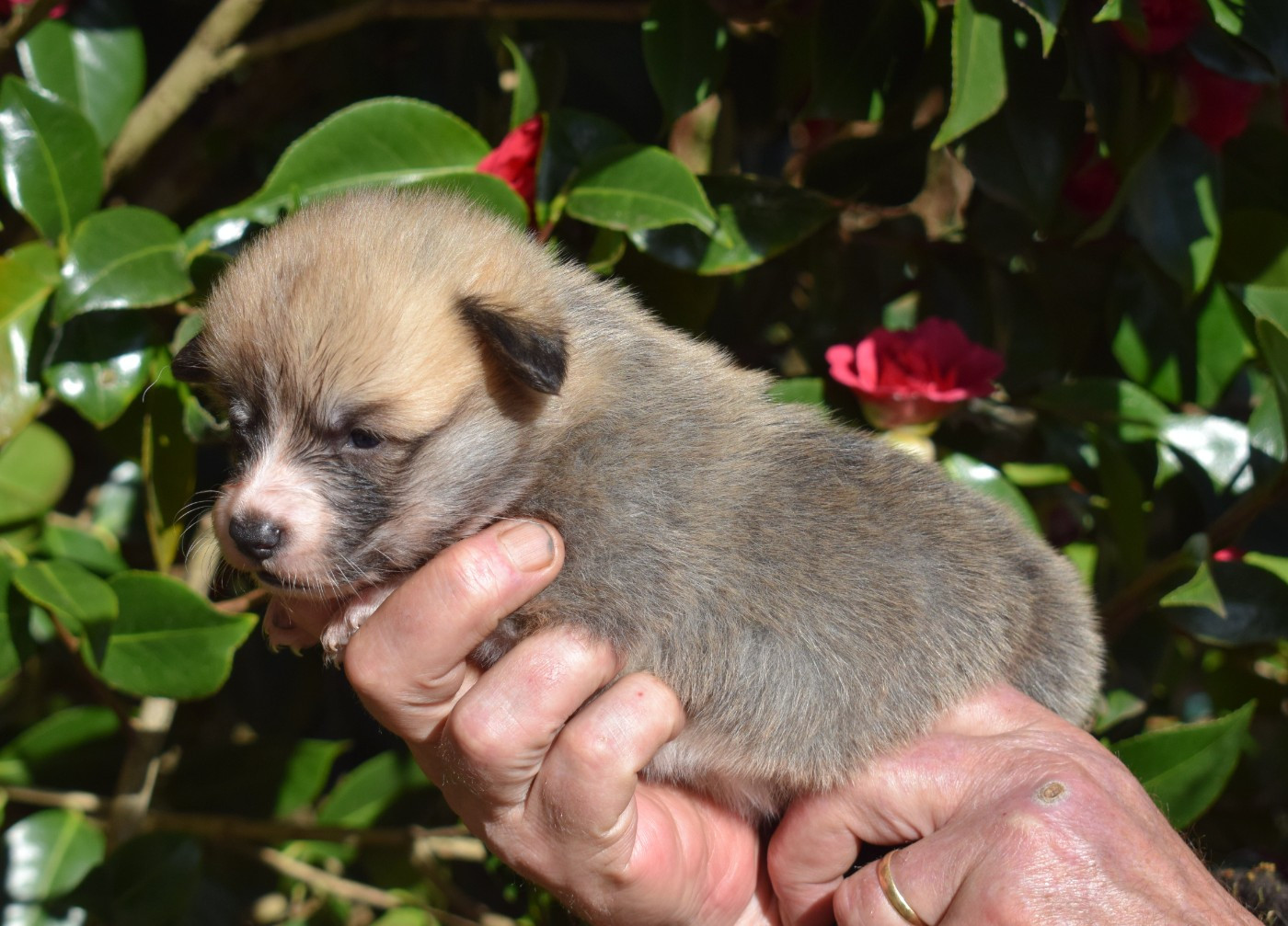De Mendiburua - Chiots disponibles - Welsh Corgi Pembroke