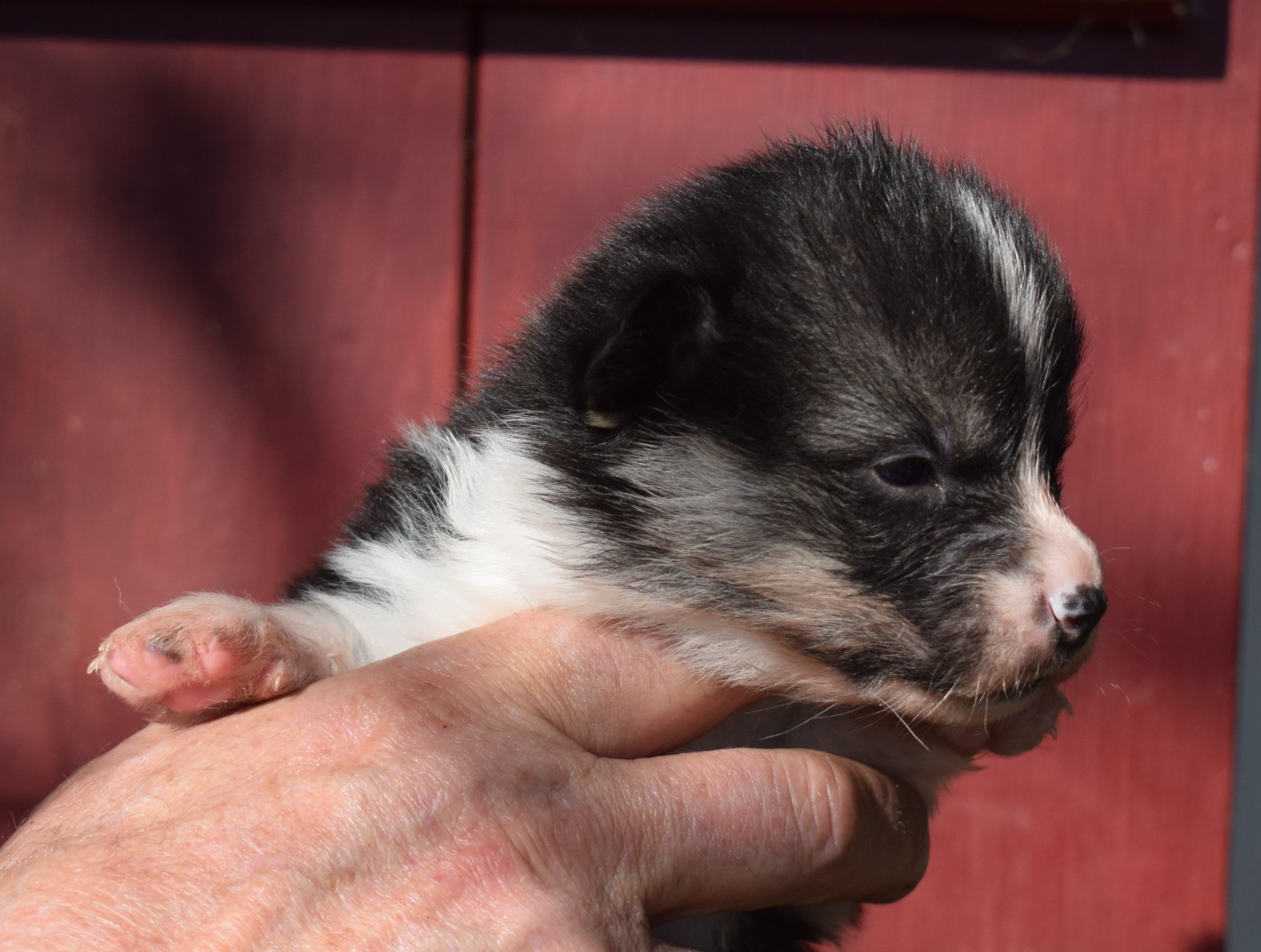 De Mendiburua - Chiots disponibles - Welsh Corgi Pembroke
