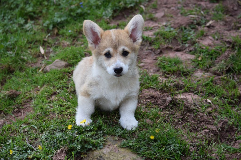 De Mendiburua - Chiots disponibles - Welsh Corgi Pembroke