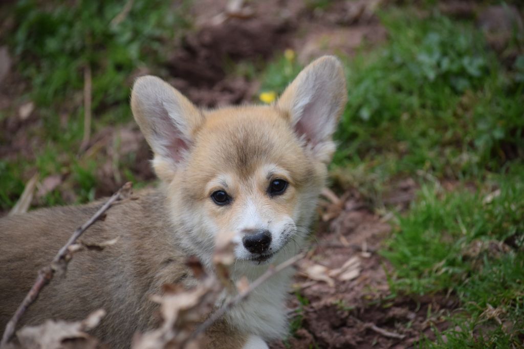 De Mendiburua - Chiots disponibles - Welsh Corgi Pembroke