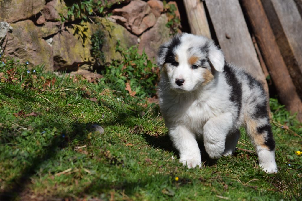 De Mendiburua - Chiots disponibles - Berger Australien